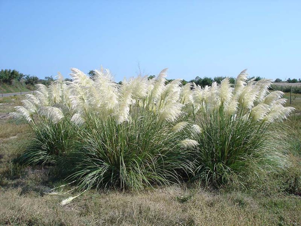 Cortaderia Erba Della Pampa