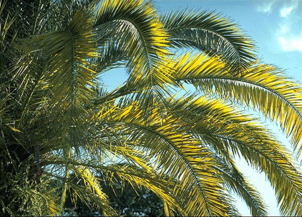 Phoenix Canariensis Palma Delle Canarie